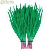 津沽园艺 蔬菜种子 韭菜种子 独根红品种 阳台菜园种植约10克/包