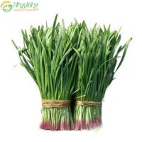 津沽园艺 蔬菜种子 韭菜种子 独根红品种 阳台菜园种植约10克/包