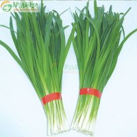 津沽园艺 蔬菜种子 露地王韭菜种子 阳台盆栽蔬菜 家庭装10克 春季四季一年生 养护非常容易