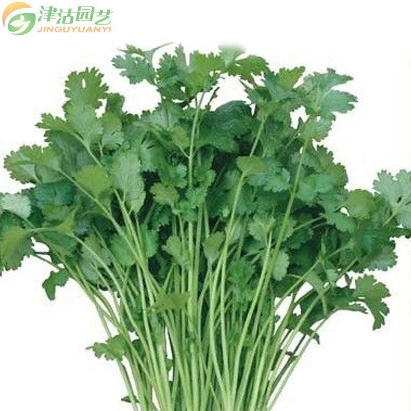 津沽园艺 蔬菜种子 意大利香菜 原装约20克/包 叶色深绿香味浓 家庭阳台种菜图片