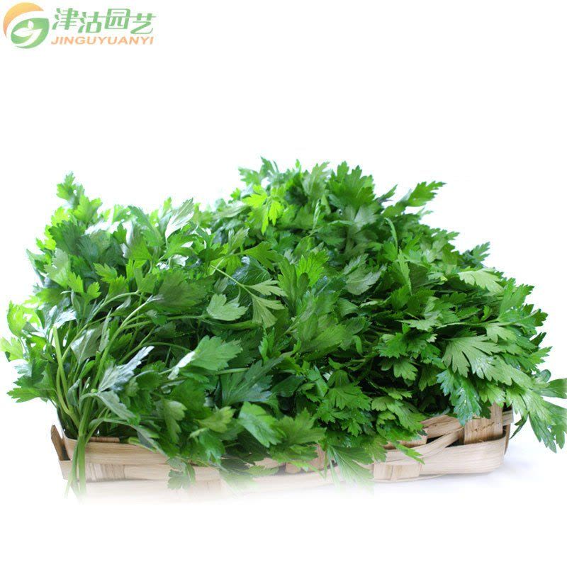 津沽园艺 蔬菜种子 意大利香菜 原装约20克/包 叶色深绿香味浓 家庭阳台种菜图片