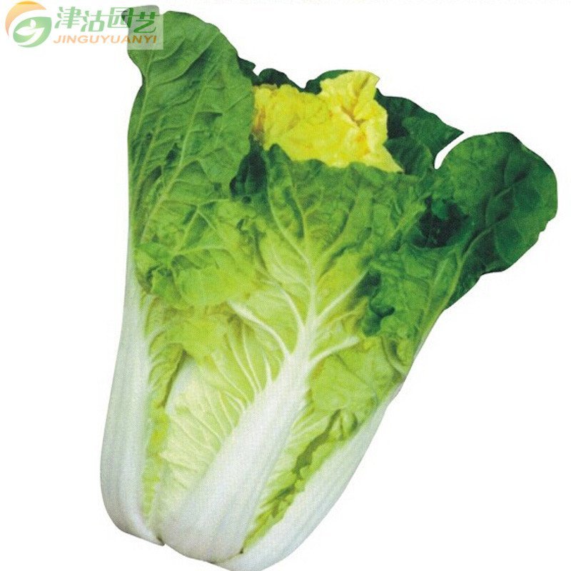 津沽园艺 蔬菜种子 青麻叶大白菜种子 小杂60 10克约几千粒 家庭阳台种菜