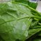 津沽园艺 蔬菜种子木耳菜种子 圆叶木耳菜 大叶木耳菜 约10克/包 营养丰富