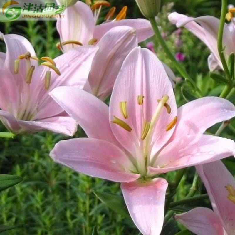 正品荷兰进口百合种球花卉 一代大种球球根花卉 带芽发货 甜蜜宝石...图片