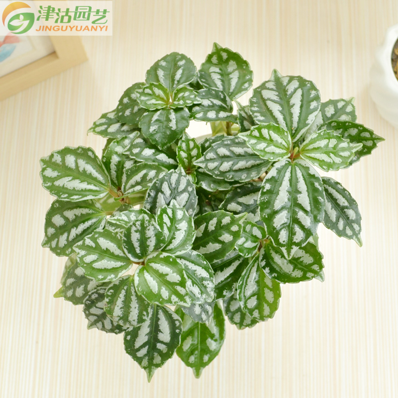 津沽园艺 冰水花土培盆栽 室内花卉绿植盆栽盆景 办公室绿植 耐阴植物 冰水花套装 含盆种植土 养护非常容易净化空气