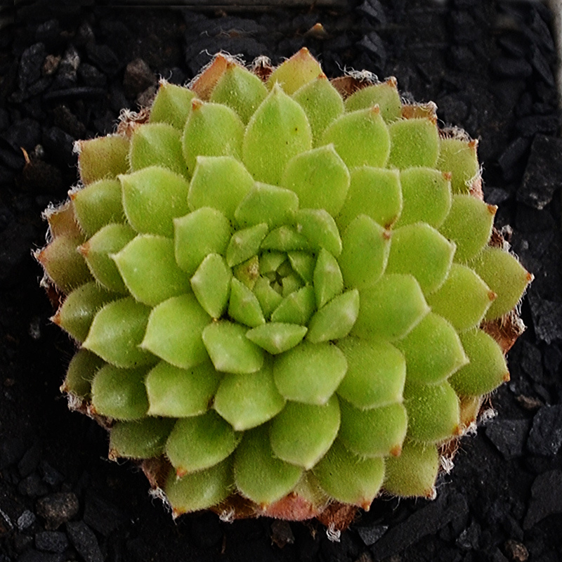 多肉植物火烈鸟奇趣植物办公室桌面绿植花卉盆栽约3cm