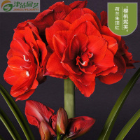 [新到]荷兰进口 朱顶红大种球 秋冬盆栽花卉 重瓣花卉 樱桃妮芙28/30