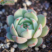 津沽园艺 景天科 多肉植物 苯巴蒂斯 办公室内桌面绿植花卉萌肉肉约4cm