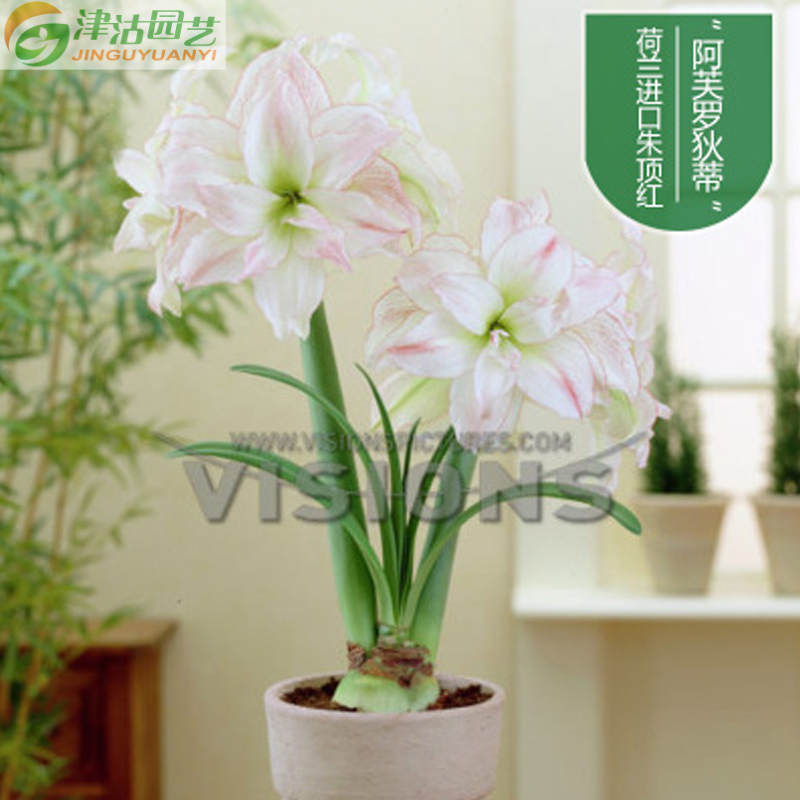 【新品】荷兰进口 朱顶红大种球 秋冬盆栽花卉 重瓣花卉 阿芙罗狄蒂 28/30