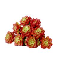 津沽园艺 创意迷你植物 蒂亚红色 2颗 带土堆 景天多肉植物 懒人绿植 桌面迷你绿植 耐旱好养 单株苗不含盆