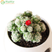 津沽园艺 多肉套装 白鸟肉肉 拇指陶瓷盆 多肉植物营养土 铺面金刚砂 桌面创意盆栽 1套