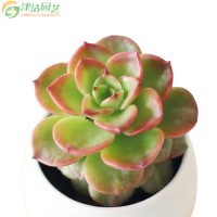 津沽园艺 多肉套装 巧克力方砖肉肉 拇指陶瓷盆 多肉植物营养土 铺面金刚砂 桌面创意盆栽 1套