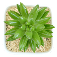 津沽园艺 多肉套装玉珠莲肉肉 拇指陶瓷盆 多肉营养土 铺面金刚砂 桌面创意盆栽 1套