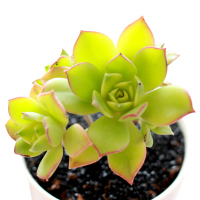 津沽园艺 多肉套装 艳日辉肉肉 拇指陶瓷盆 多肉营养土 铺面金刚砂 桌面创意盆栽 1套