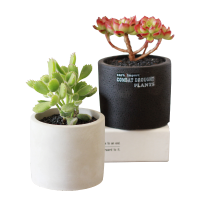 津沽园艺 多肉花盆 黑色水泥花盆 带底孔 家居百搭 透气性好 多肉好搭档1个