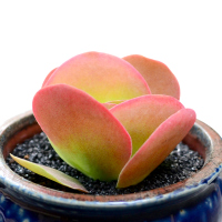 津沽园艺 多肉植物 唐印单株苗 办公室桌面盆栽 防辐射植物美肉