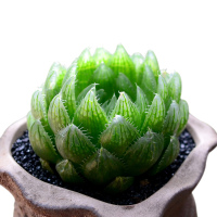 津沽园艺 多肉植物玉露樱水晶 水晶掌 桌面盆栽多肉绿植 防辐射肉肉 单株苗