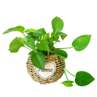 津沽园艺 手工草编花盆绿萝吊兰花盆多肉盆编织盆草编盆圆盆