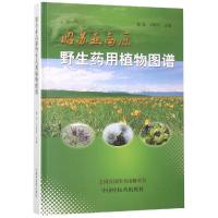 昭苏亚高原药用植物图谱 敬松 著 生活 文轩网