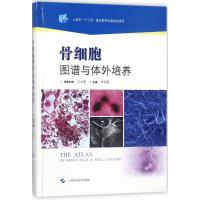 骨细胞图谱与体外培养 朱国英 主编 生活 文轩网