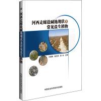 河西走廊盐碱地现状及常见盐生植物 王春梅,崔光欣,路远 著 王春梅,崔光欣,路远 编 专业科技 文轩网