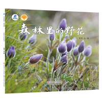 森林里的野花(DFWW) 张华 著 少儿 文轩网