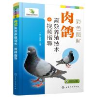 彩色图解肉鸽高效养殖技术+视频指导 卜柱、汤青萍 主编 著 专业科技 文轩网