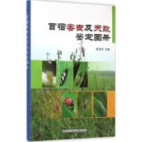 苜蓿害虫及天敌鉴定图册 张泽华 主编 著 专业科技 文轩网