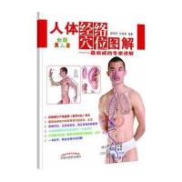 人体经络穴位图解(全彩真人版)