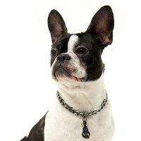 [Hand Idea]【韩流明星推荐 • 南葆拉】宝石宠物颈链（金/银/黑）（S号 20cm / 8inch）