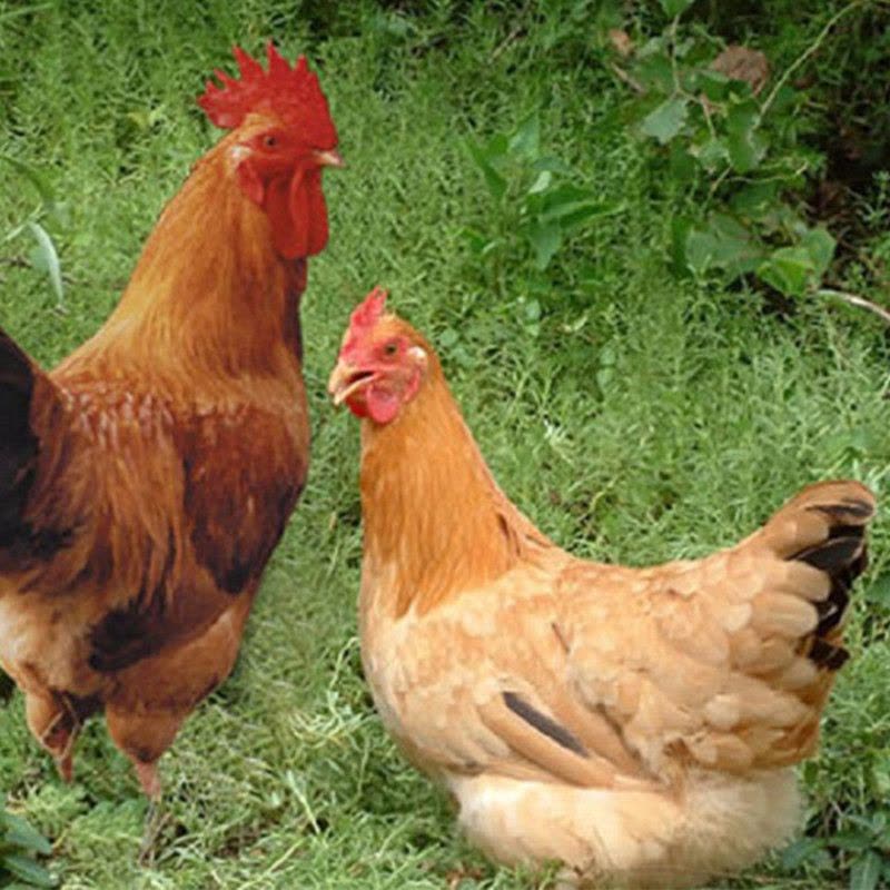 【春节正常发】草母鸡 1只 整鸡约1.25kg 退毛留内脏 新鲜鸡肉 CI图片