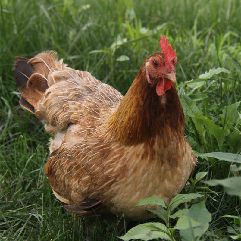 【春节正常发】草母鸡 1只 整鸡约1.25kg 退毛留内脏 新鲜鸡肉 CI图片
