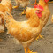 二黄母鸡 1只 整鸡约2.5斤 退毛留内脏 新鲜鸡肉 CI