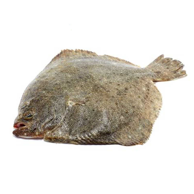 【送香料】多宝鱼1条 约1.2两 去内脏净重 比目鱼 皇帝鱼 新鲜ch