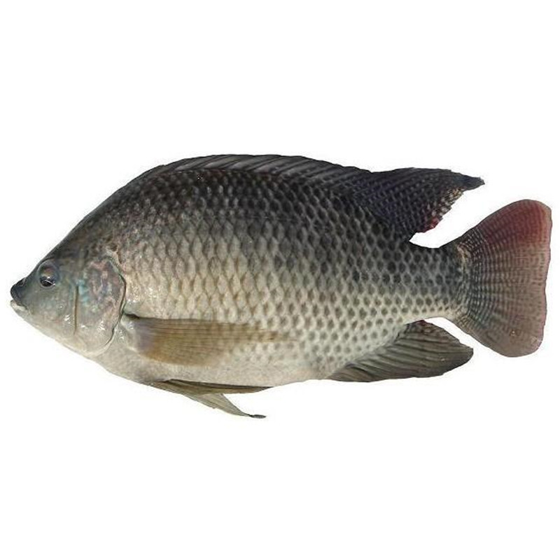 罗非鱼1条 约1.4斤 去内脏净重 非洲鱼 青鲷鱼 新鲜ch