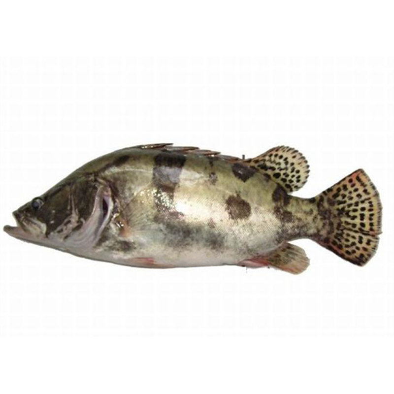 七果果鱼类桂鱼1条约6两去内脏净重桂花鱼鳜鱼新鲜ch 价格图片品牌报价 苏宁易购七果果旗舰店