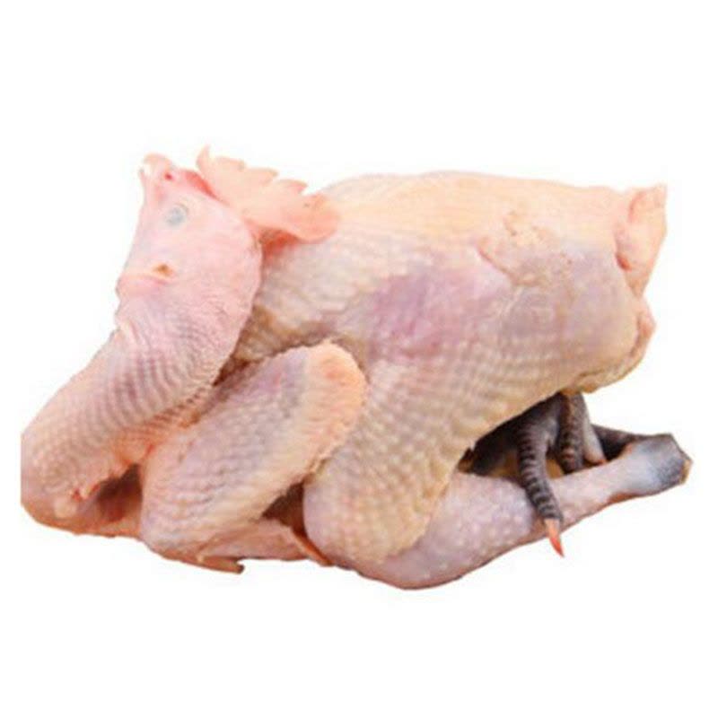 黑脚草公鸡 1只 整鸡约2.5斤 退毛留内脏 新鲜鸡肉 CI图片
