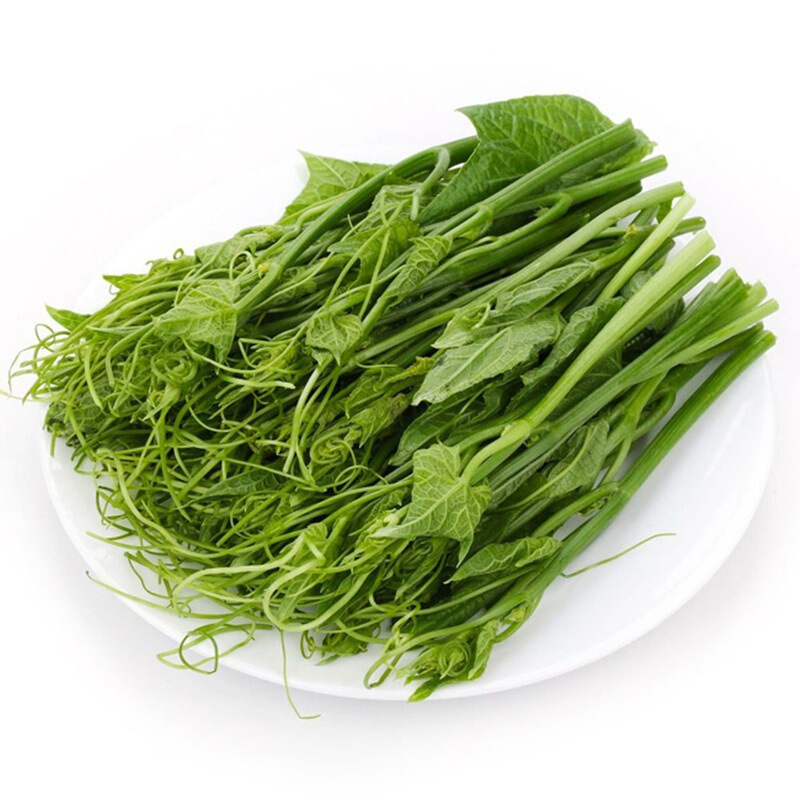 南瓜藤500g瓜尖南瓜藤蔓龙须菜新鲜蔬菜as