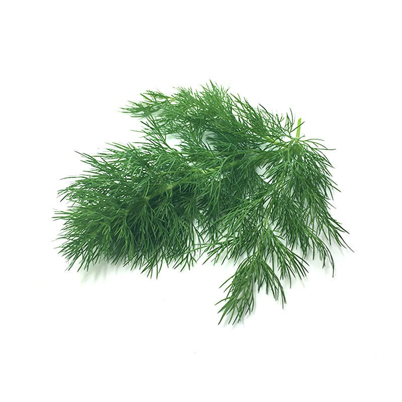莳萝叶200gdill刁草洋茴香新鲜蔬菜as