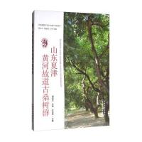 山东夏津黄河故道古桑树群