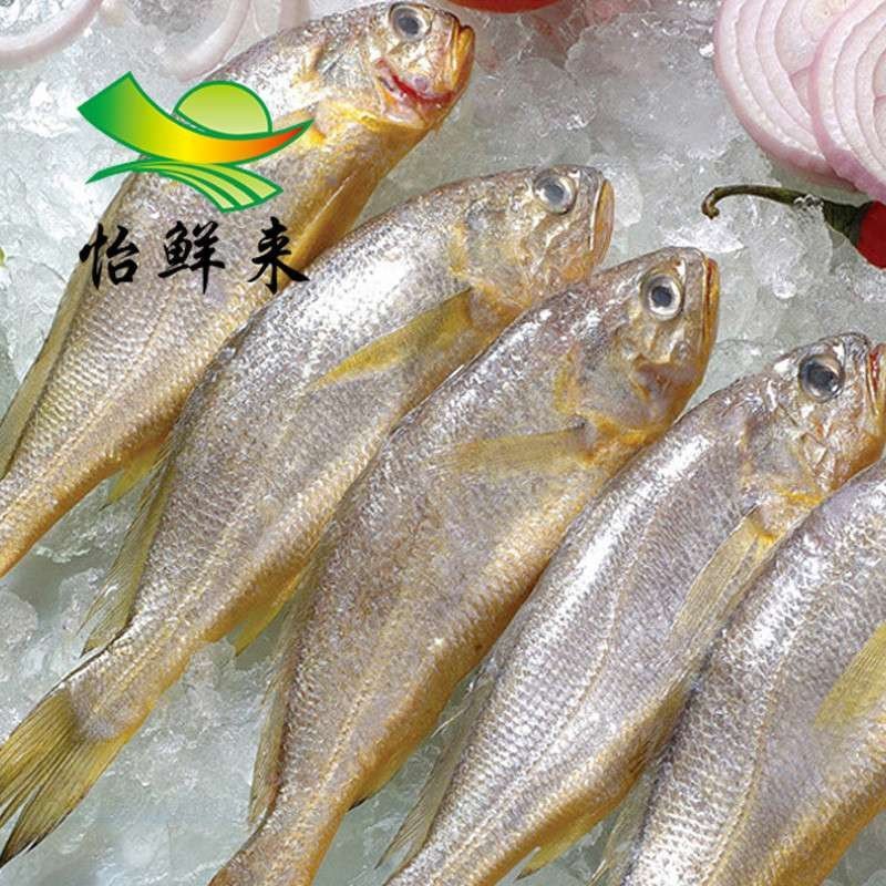 怡鲜来 新鲜舟山小黄鱼500g 9-12条 小黄花鱼 烧烤食材