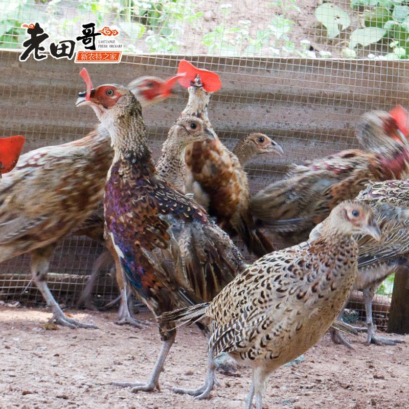 江山JS新鲜山鸡肉 野鸡 整鸡 1只 700g图片
