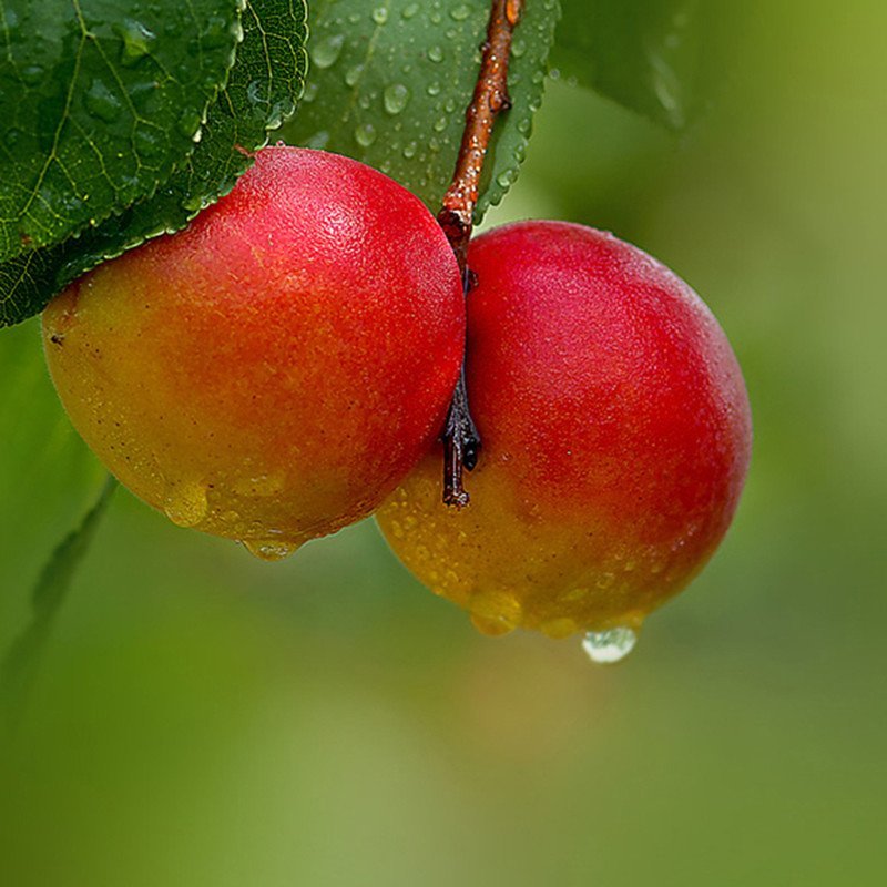 【中华特色馆】 邢台馆 邢台巨鹿特产串枝红杏 新鲜水果杏 现摘现发