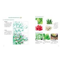 萌趣多肉绘-30幅写实多肉植物色铅笔详解