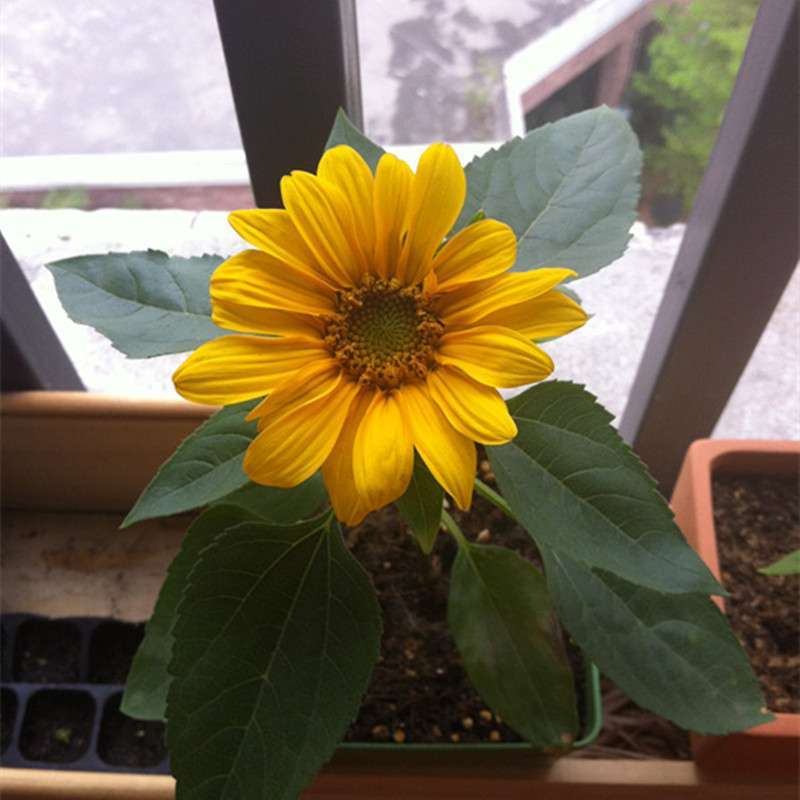 我要发芽花卉种子矮向日葵太阳花向日连葵花适应强喜阳光充足和温