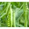 蔬菜种子 矮生豌豆种子 甜豌豆 香甜清脆 营养高阳台种菜 40克/包