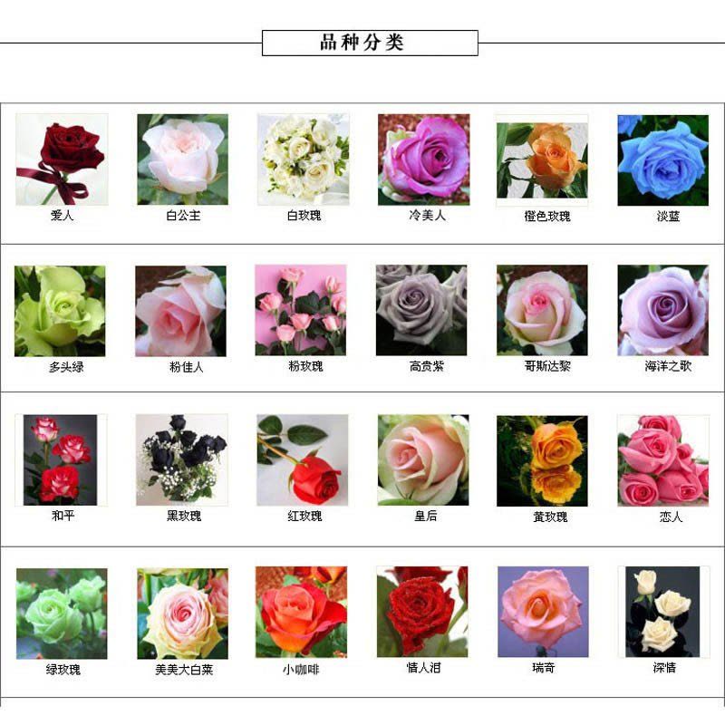 我要发芽 花卉种子 蓝色妖姬——玫瑰种子花色绚丽 芳香 四季播种 供应多种颜色任选 10粒/包图片