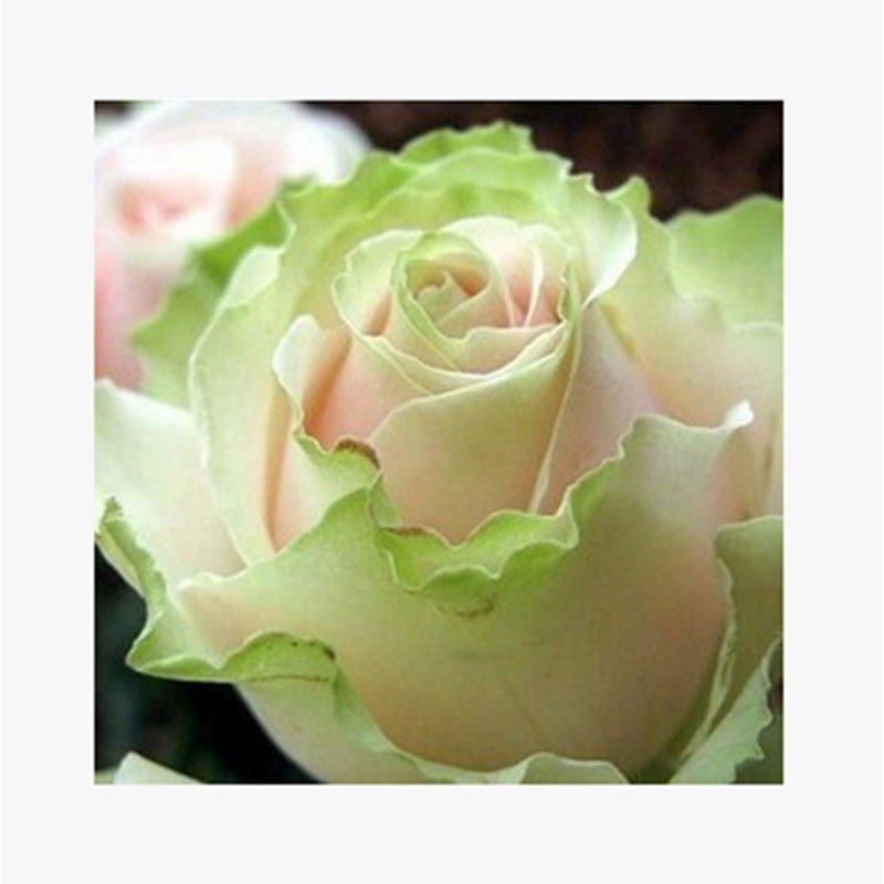 我要发芽花卉种子舞后玫瑰种子花色绚丽芳香四季播种供应多种颜色任选