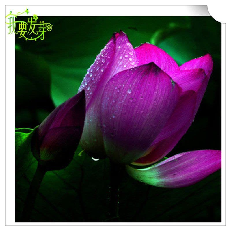 我要发芽 花卉种子 紫香莲——碗莲种子 水生植物盆栽 荷花 莲花 睡莲 多品种任选 20粒/包图片
