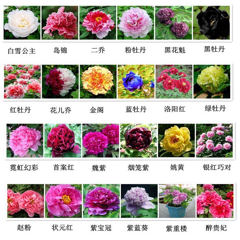 我要发芽 盆栽花卉种子 牡丹花种子 富贵花 洛阳花 花中之 王 精选24个品种混装50粒/包